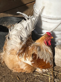 Brahma hatching eggs