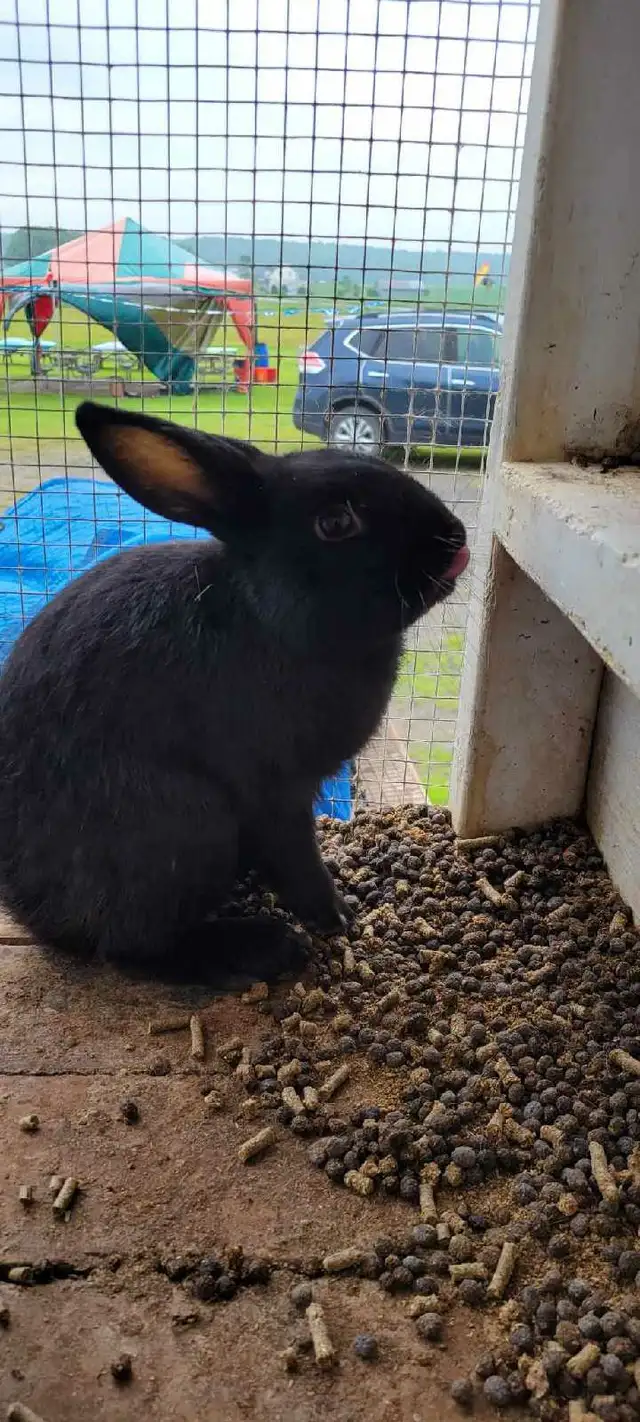 lapin adulte nain  in Small Animals for Rehoming in Shawinigan - Image 3