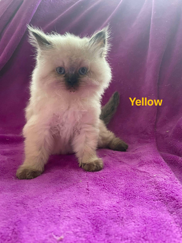 Gorgeous Himalayan kittens in Cats & Kittens for Rehoming in City of Toronto - Image 2
