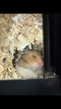 Young male hamster an enclouser 
