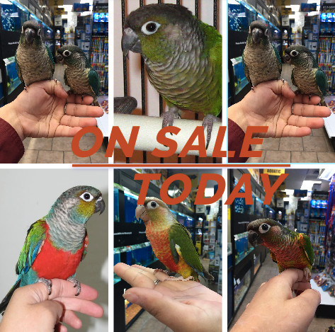 BABY CONURES ON SALE!!! in Birds for Rehoming in Oakville / Halton Region