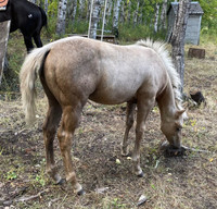 Dark palomino pony yearling filly 
