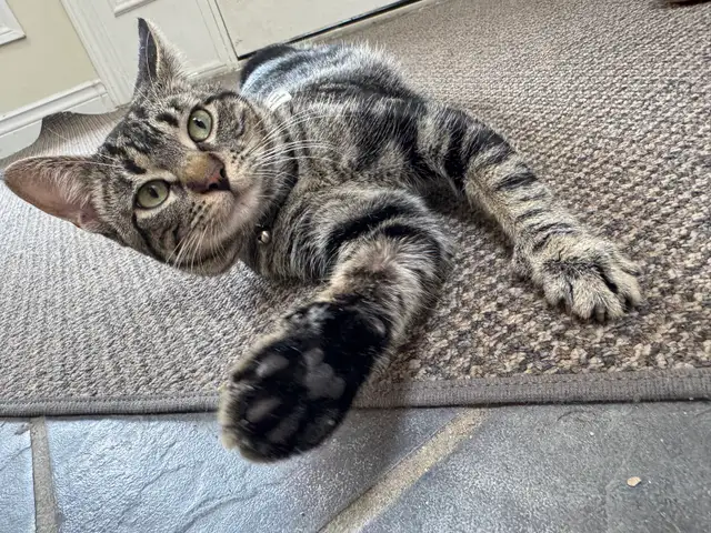 Shorthair Domestic Cats in Cats & Kittens for Rehoming in Oakville / Halton Region - Image 4