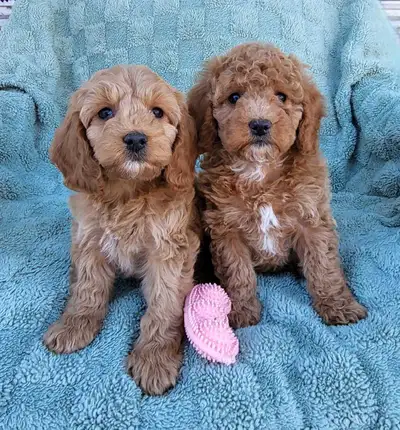 *ALL SOLD* Mini Cockapoo Puppies/Cocker Spaniel & Toy Poodle Mix, View more