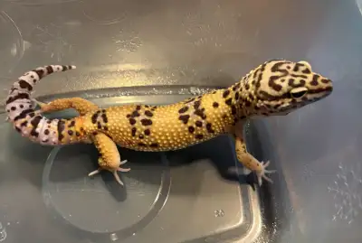 possible male leopard gecko , View more