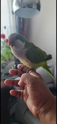 Green Quaker Parrot 