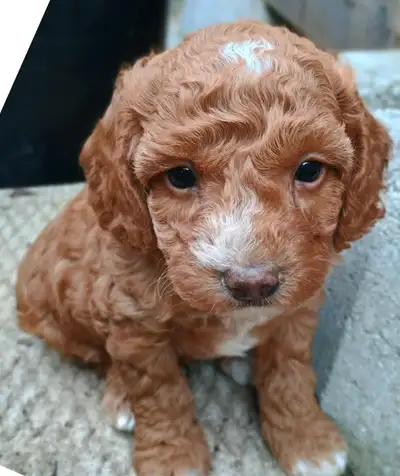 Affectionate mini-poodle puppies. 3 red ( RED 1: red with white chest and paw tips, RED 2 with white...