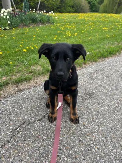 German Sheppard/Rottweiler mix 5 months old FEMALE Great with other animals & children Very playful,...