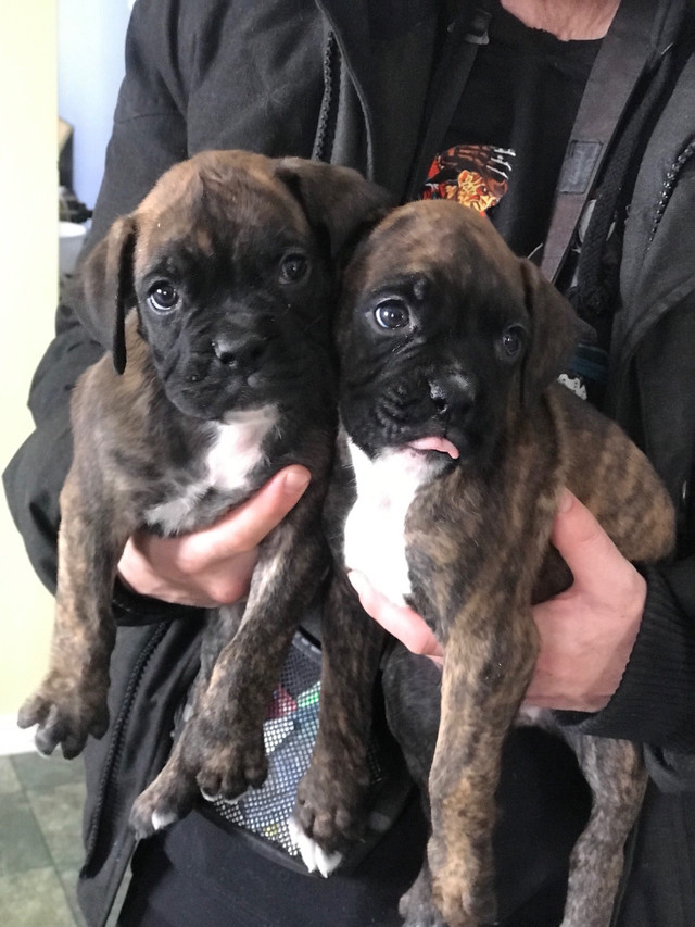 Boxer puppies in Dogs & Puppies for Rehoming in Kawartha Lakes - Image 2