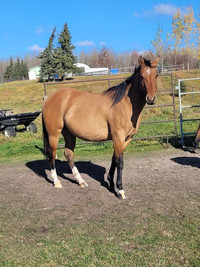 4yo, QH Mare