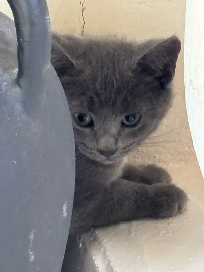 Chatons 12 semaines - 150$, View more