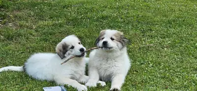 Great Pyrenees puppies, View more