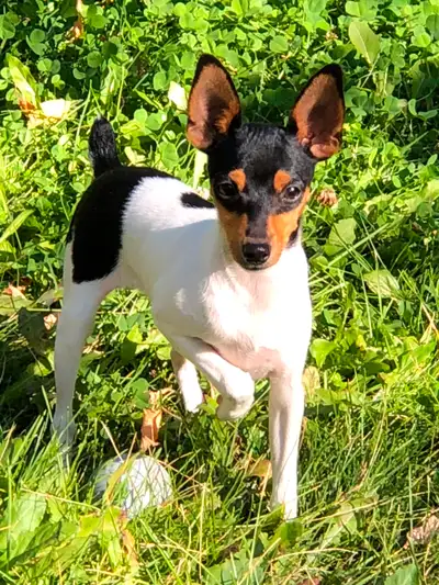 Reg'd TayField Toy Fox Terriers, View more