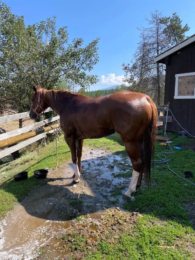 2018 AQHA mare- REDUCED in Horses & Ponies for Rehoming in Cranbrook - Image 6
