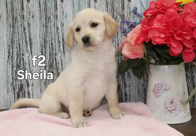 Mini Bernedoodle/Golden Retriever in Dogs & Puppies for Rehoming in Kitchener / Waterloo - Image 2