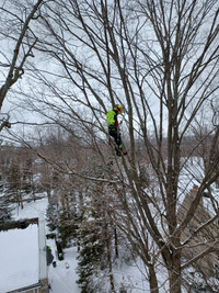 Tree service by certified arborist 