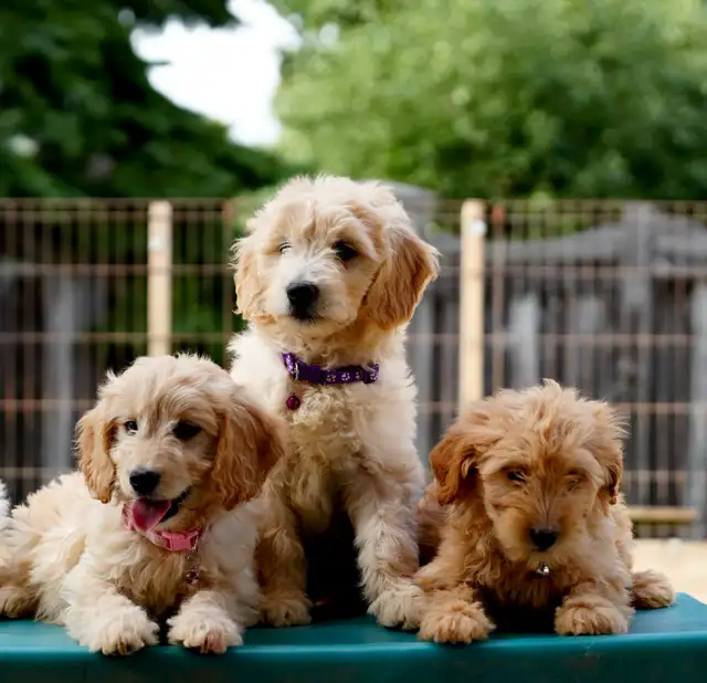 Goldendoodle Puppies in Dogs & Puppies for Rehoming in Mississauga / Peel Region - Image 11