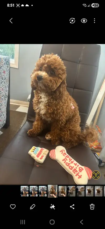 --- Mocha --- 2 Year Old Cockapoo - Not Spayed, View more