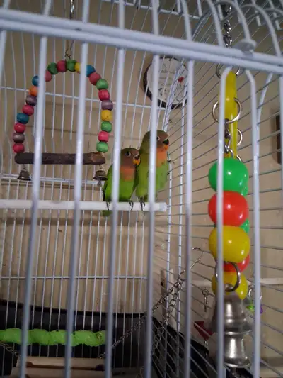 lovebirds babies, View more