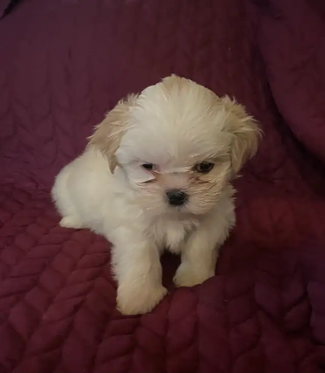 Shih tzu puppies 3 males left  born on February 3 in Dogs & Puppies for Rehoming in Norfolk County - Image 2