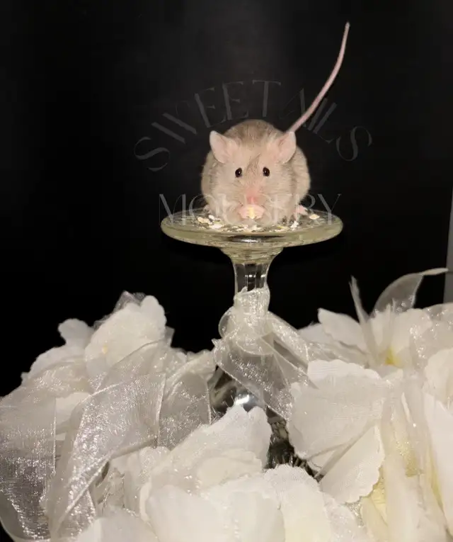 fancy mice in Small Animals for Rehoming in Ottawa - Image 10