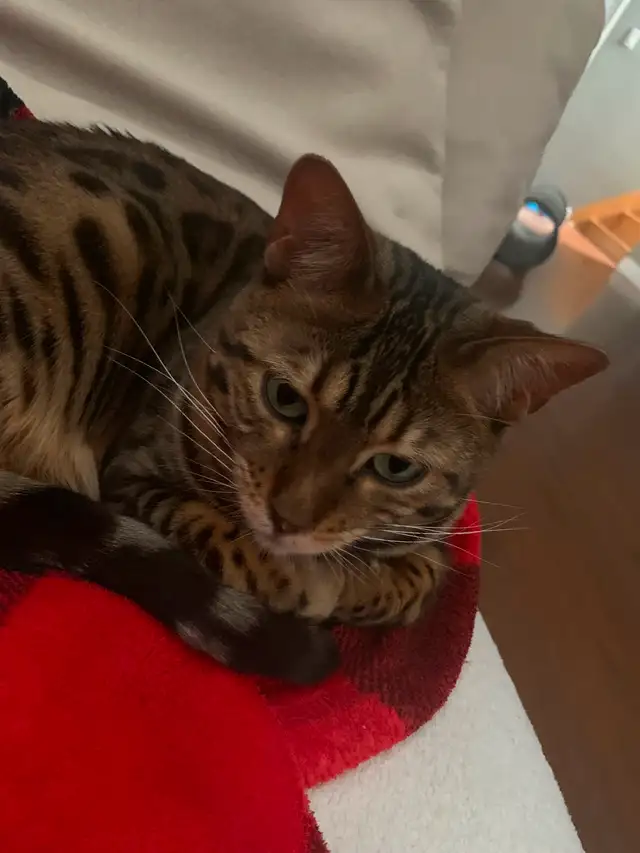 Chatte  de Bengal - Gisèle in Cats & Kittens for Rehoming in Laval / North Shore - Image 5