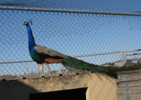 Pheasants & Peacocks