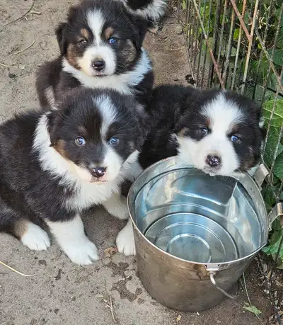 Australian Shepherd Puppies, View more