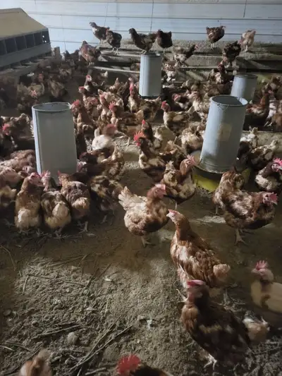 RED CHICKENS FOR SALE, View more