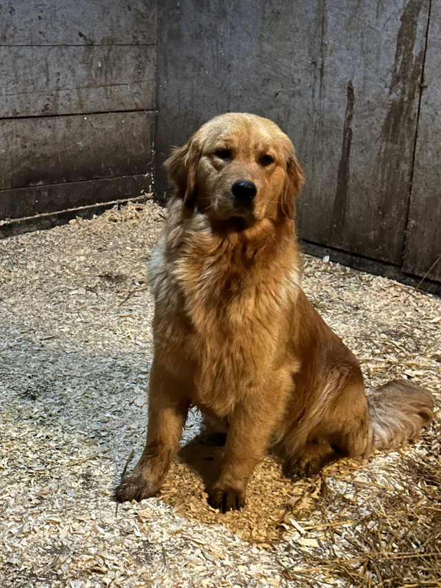 Purebred  ckc Golden Retriever  in Dogs & Puppies for Rehoming in Oshawa / Durham Region - Image 2