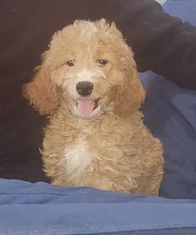 Goldendoodle Pup,, View more