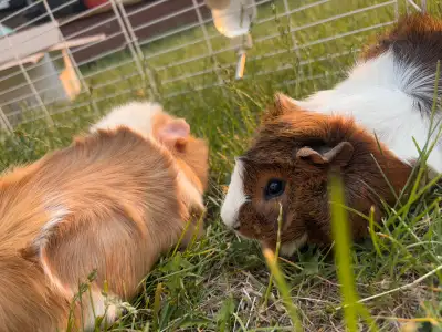 guinea pigs , View more