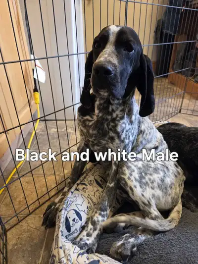 Braque D'auvergne (French pointer) Puppies *Calgary Wednesday*, View more