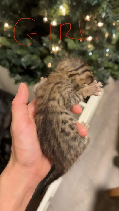 Bengal kittens, View more