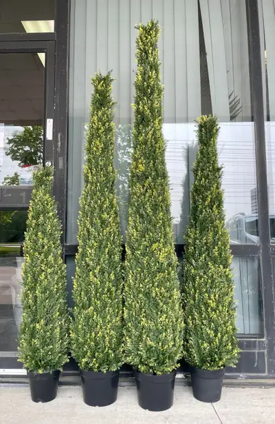 UV Outdoor Plants – Spiral, Cedar & Boxwood, View more