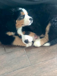 Purebred  Bernese Mountain Dog Puppies ( Just 2 females left)