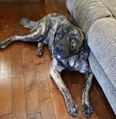 Sweet Large Mixed Breed Pup, View more