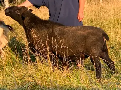 Proven Breeding Ram Dorset, View more