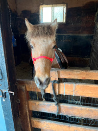 Dennis: Fjord/welsh 12.1hh pony - price reduced!