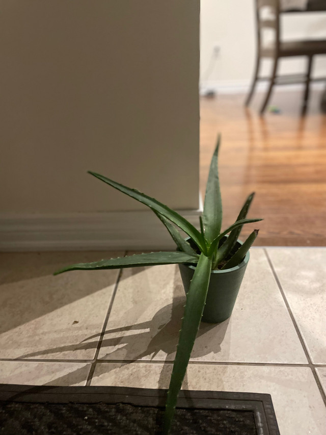 Aloe Vera in Other in La Ronge - Image 4