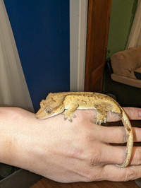 Male crested gecko 