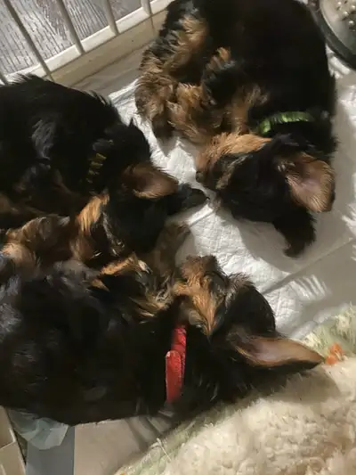 Yorkshire Terriers, View more