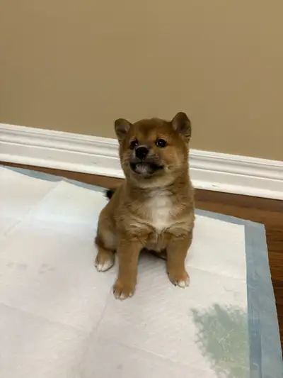 Two Female Shiba Puppies For Rehoming, View more