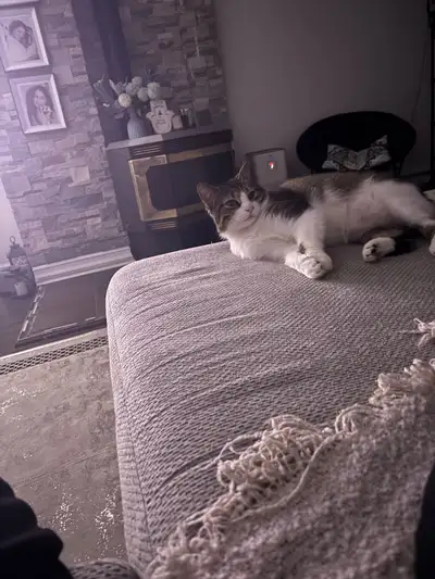 chat à vendre , View more
