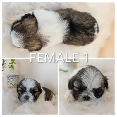 Shih Tzu Puppies - Ready to go! 1 Female and 2 Males left, View more