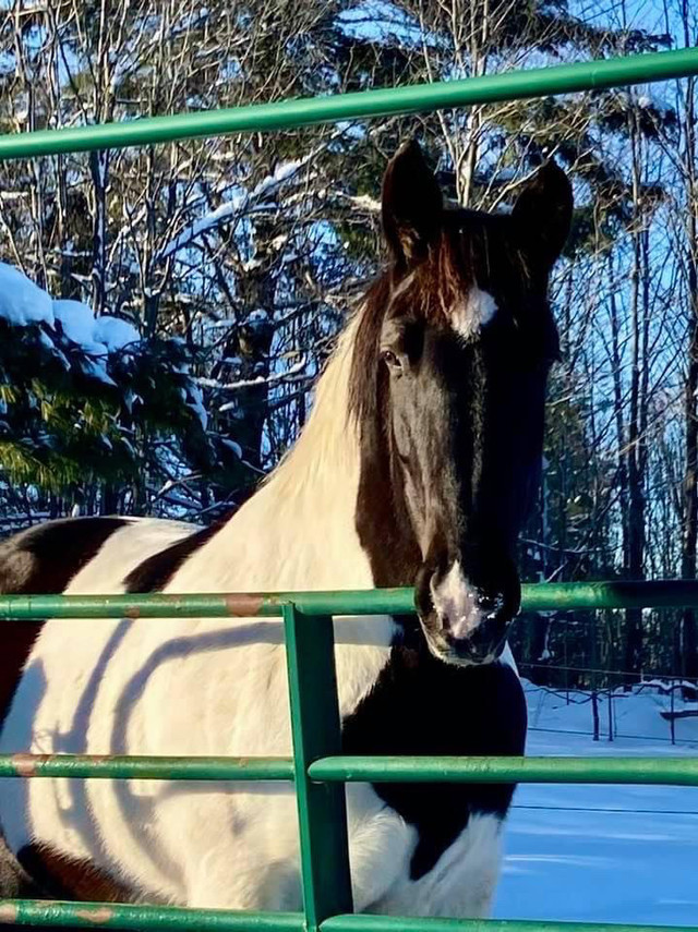 Horse available for on-site part-board in Muskoka. in Horses & Ponies for Rehoming in Muskoka - Image 2