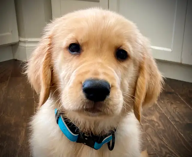 CKC Registered Golden Retriever Puppies in Dogs & Puppies for Rehoming in London - Image 2