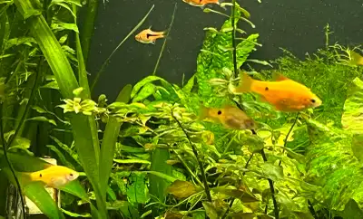 Rosy Barbs $30 for 7, View more