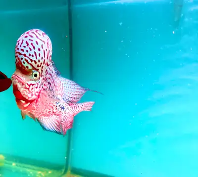 Flowerhorn King Kamfa (Show Grade), View more