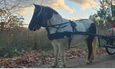 Miniature Pony, View more